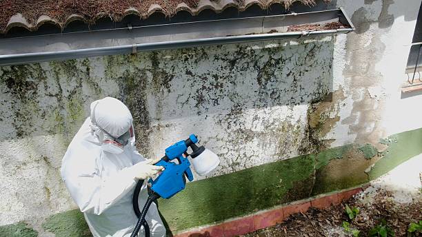 Top rated local Attic Mold Remediation specialists in Vienna, MD